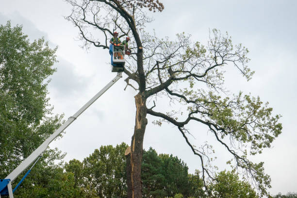 How Our Tree Care Process Works  in  Jamesport, NY